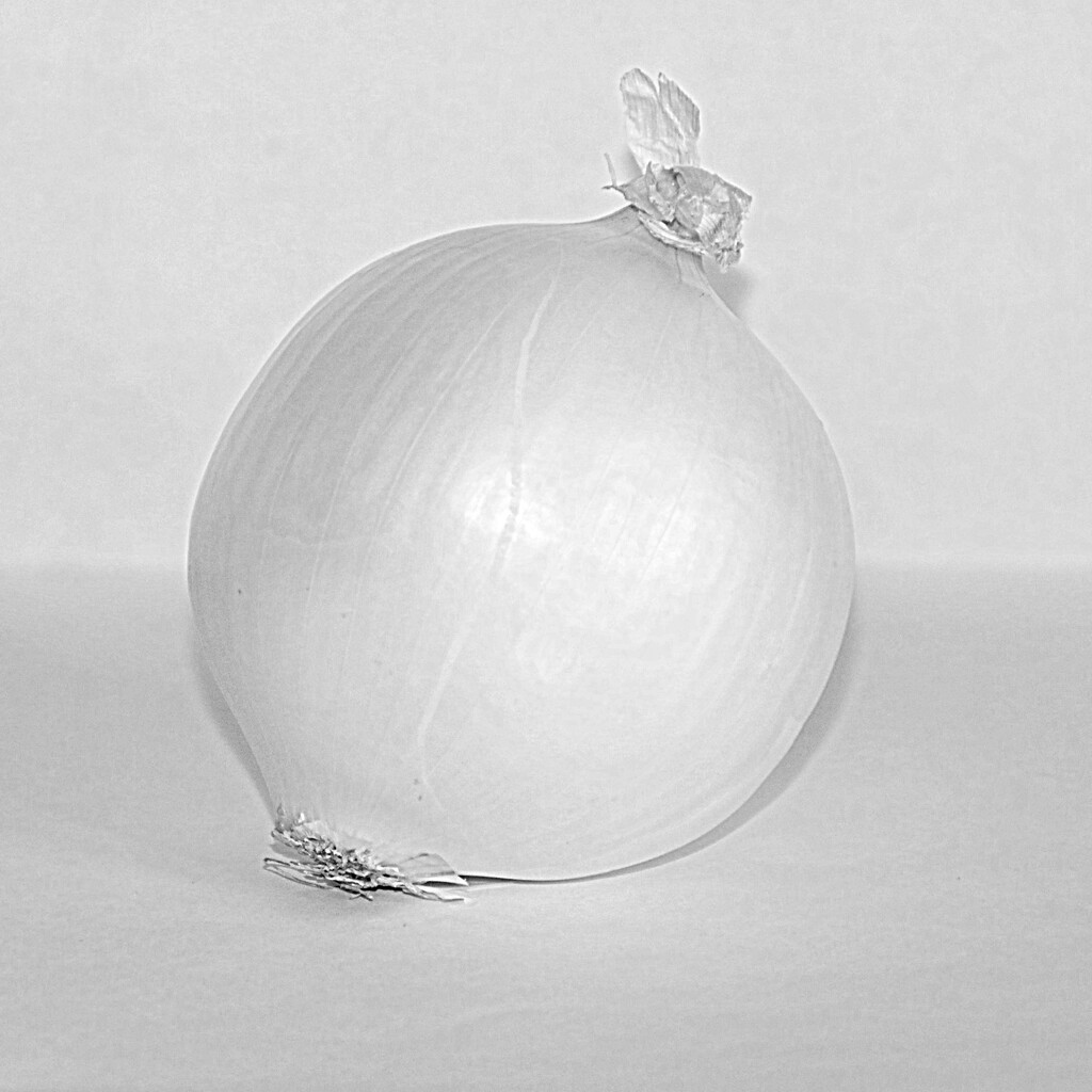 White Onion by genealogygenie