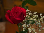 15th Feb 2022 - My Love is Like A Red, Red Rose