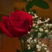 My Love is Like A Red, Red Rose by selkie