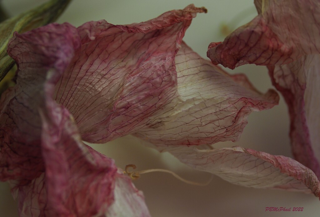 Withering Amaryllis by selkie
