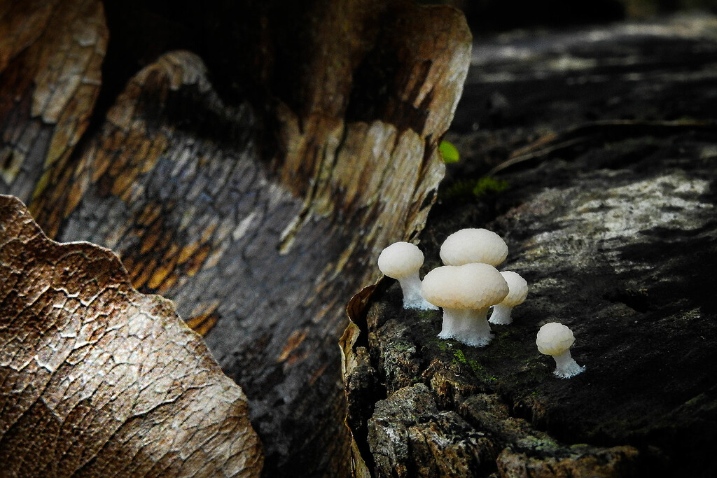Fungi, Mapleton by jeneurell