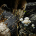 Fungi, Mapleton by jeneurell
