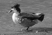 27th Feb 2022 - Crested Duck