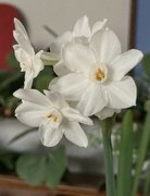 22nd Feb 2022 - my paperwhites are blooming! 