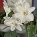 my paperwhites are blooming!  by wiesnerbeth