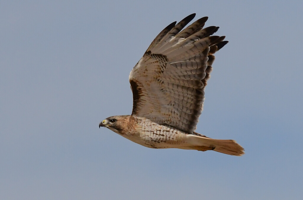 Red-tailed Hawk 2-21-22 by kareenking