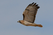 21st Feb 2022 - Red-tailed Hawk 2-21-22