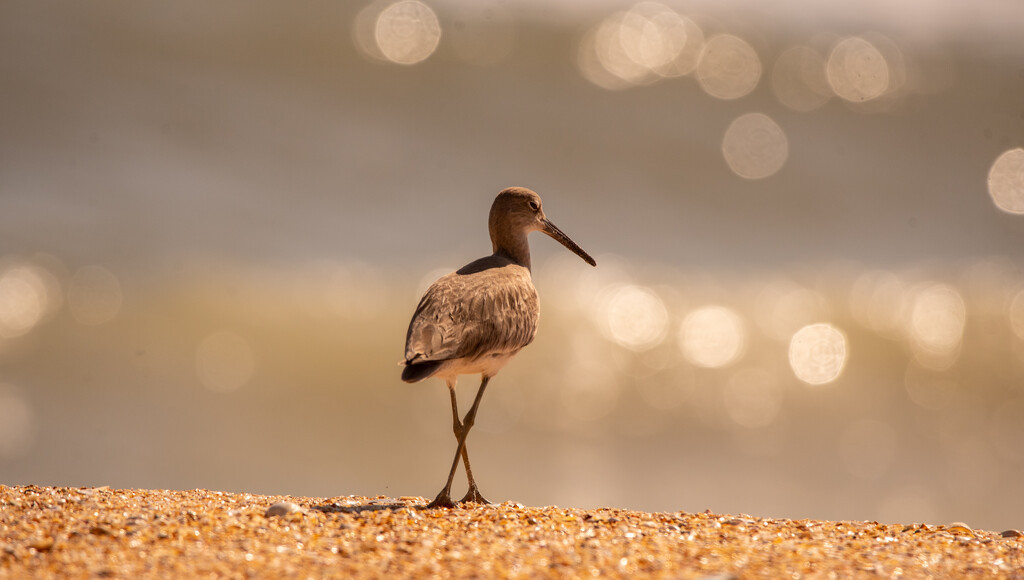 Willet and the Bokeh! by rickster549