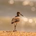 Willet and the Bokeh! by rickster549