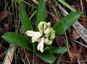 27th Feb 2022 - Hyacinth in the rain