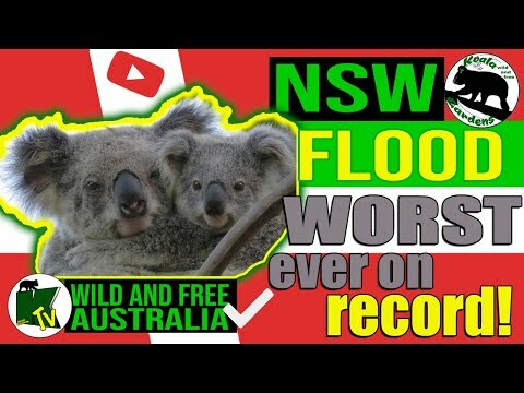 28th Feb 2022 - Worst flood in recorded history UPDATE - koalas on the property are safe, but so much water!