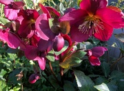 28th Feb 2022 - hellebores in red