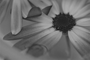 28th Feb 2022 - Curled petals in BW...........