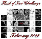 28th Feb 2022 - Flash of Red Calendar 2022