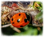 28th Feb 2022 - First Ladybird Of The Year