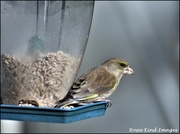 28th Feb 2022 - Little greenfinch