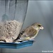 Little greenfinch by rosiekind