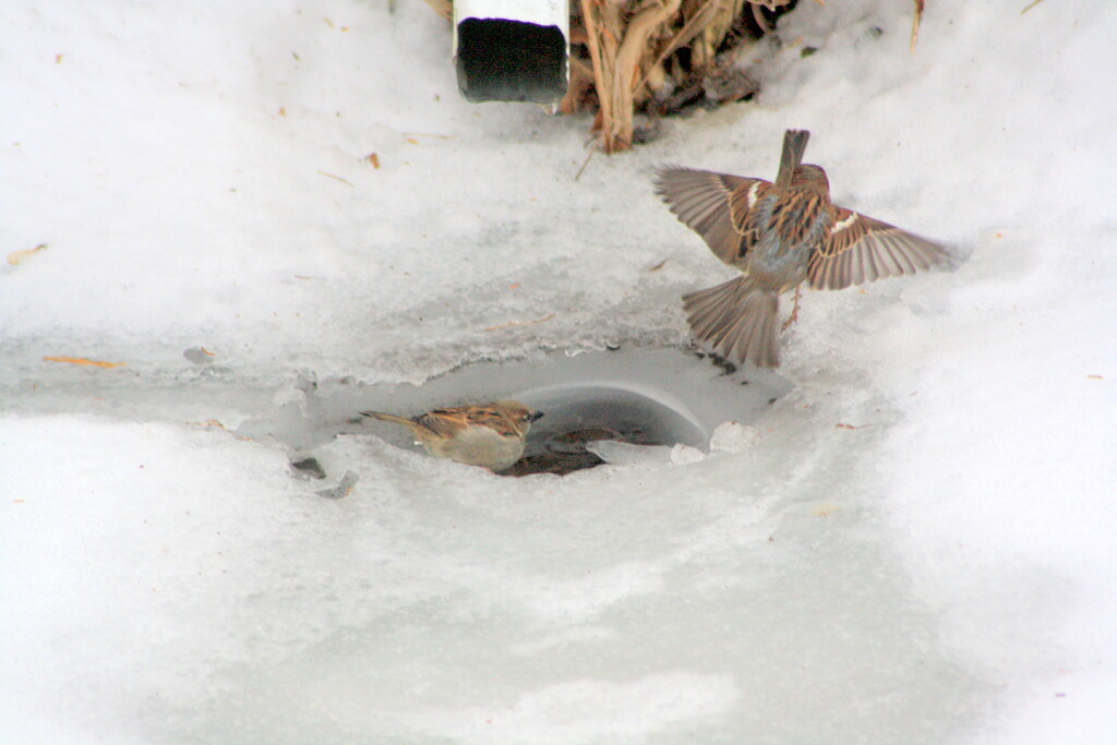 Two sparrows fighting - one is bathing by bruni