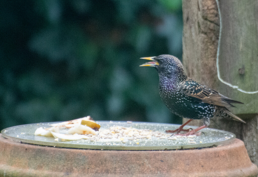 Starling today by rosiekind