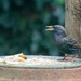 Starling today by rosiekind