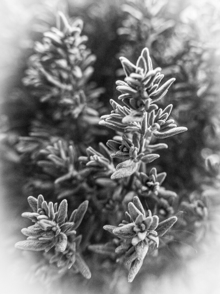 Thyme... by susie1205