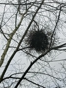 28th Feb 2022 - Winter..crows nest