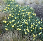 28th Feb 2022 - A Host of Golden Daffodils