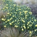 A Host of Golden Daffodils by foxes37