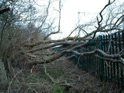 2nd Mar 2022 - A victim of the storm