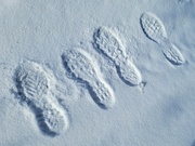 27th Feb 2022 - Footprints in the Snow
