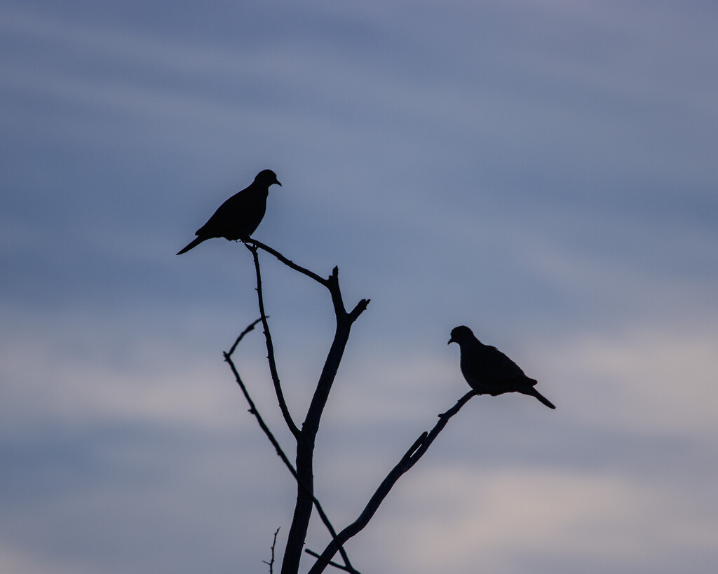dove silhouettes by aecasey