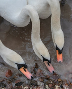 28th Feb 2022 - Three swans a feeding..........
