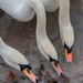 Three swans a feeding.......... by billdavidson