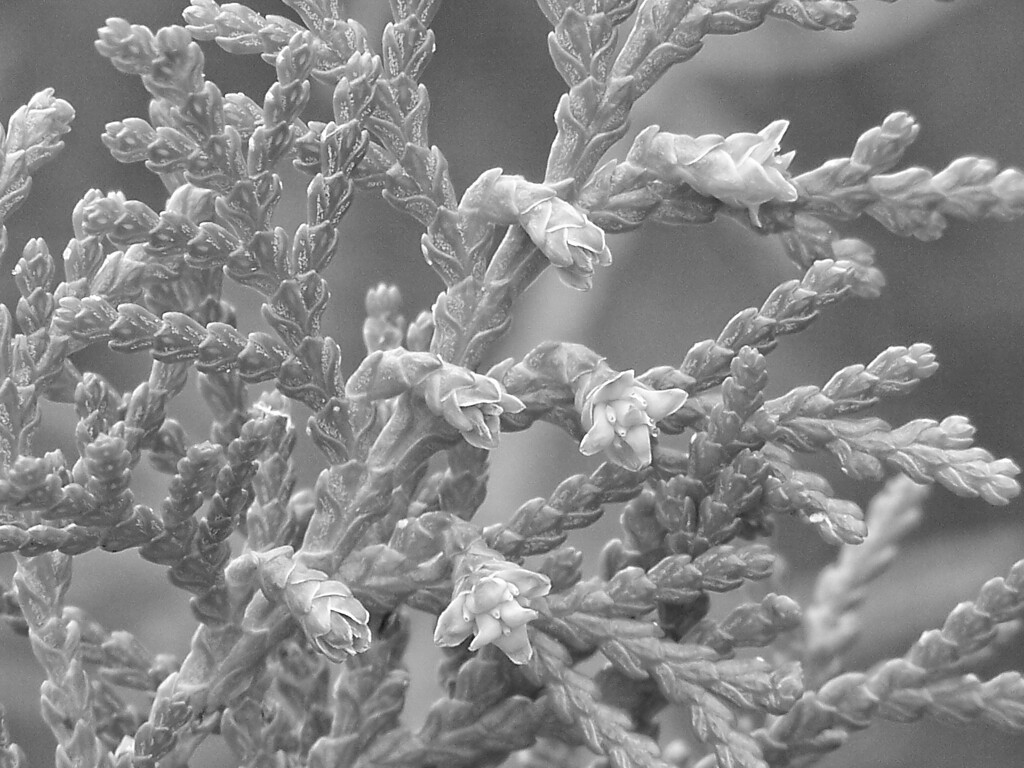 Platycladus female cones forming... by marlboromaam