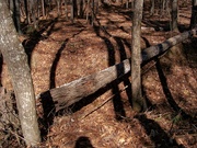 1st Mar 2022 - Another fallen sweetgum tree in the woods...