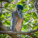 Boat-billed Heron  on 365 Project