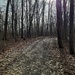 A Walk in the Woods by harrowjet