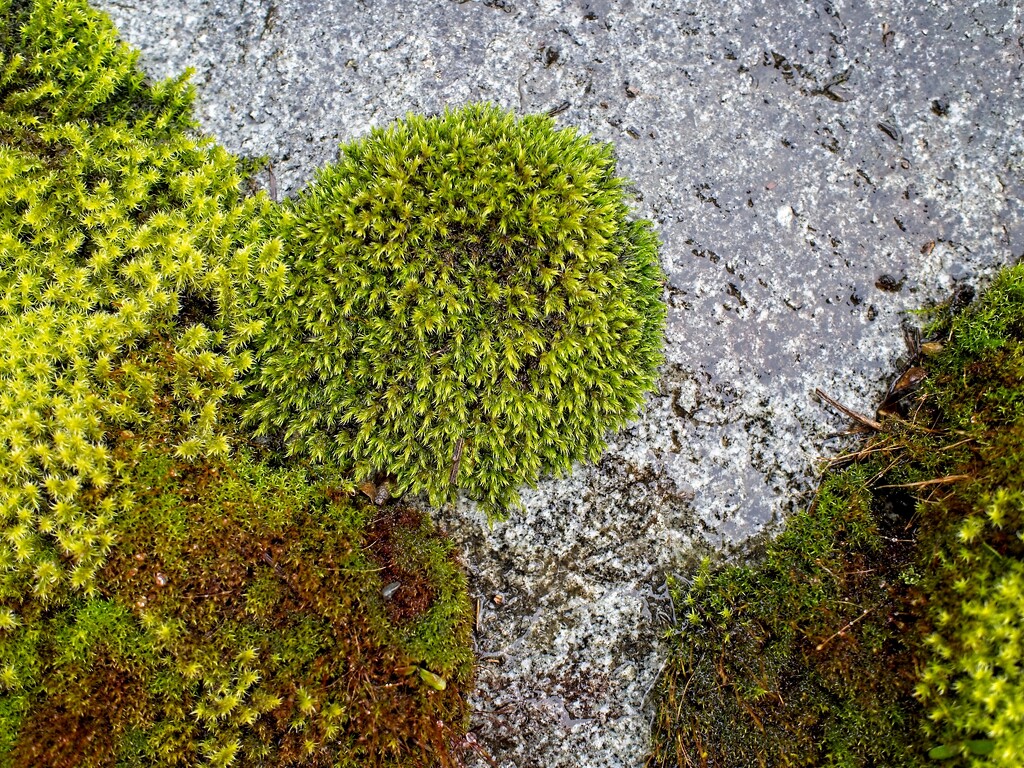Moss on a Rock by mitchell304
