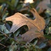 Last Fall’s Leaf by metzpah