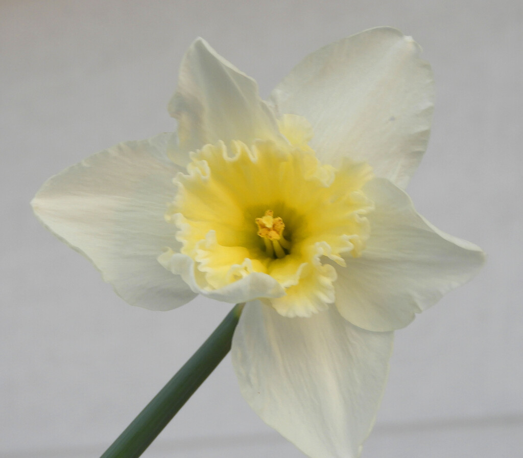Daffodil by homeschoolmom