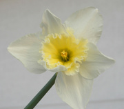 28th Feb 2022 - Daffodil