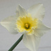 Daffodil by homeschoolmom