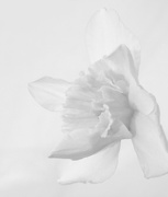 26th Feb 2022 - FOR-white daffodils