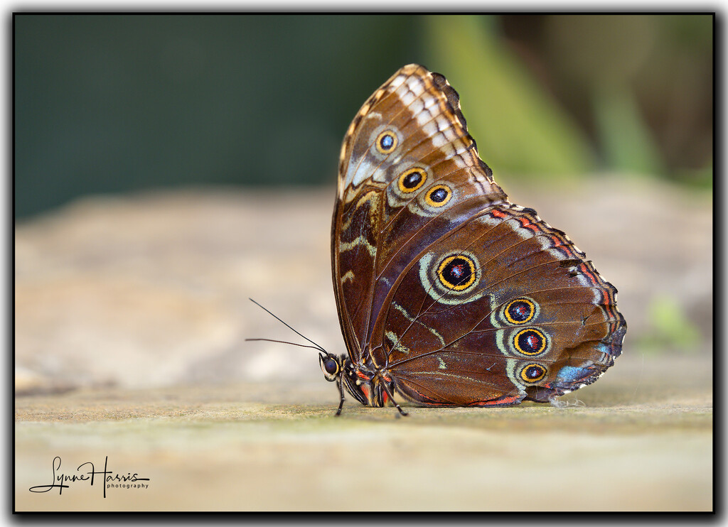 Butterfly II by lynne5477
