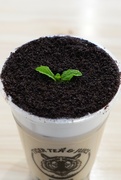 26th Feb 2022 - Potted plant (Oreo boba topping)