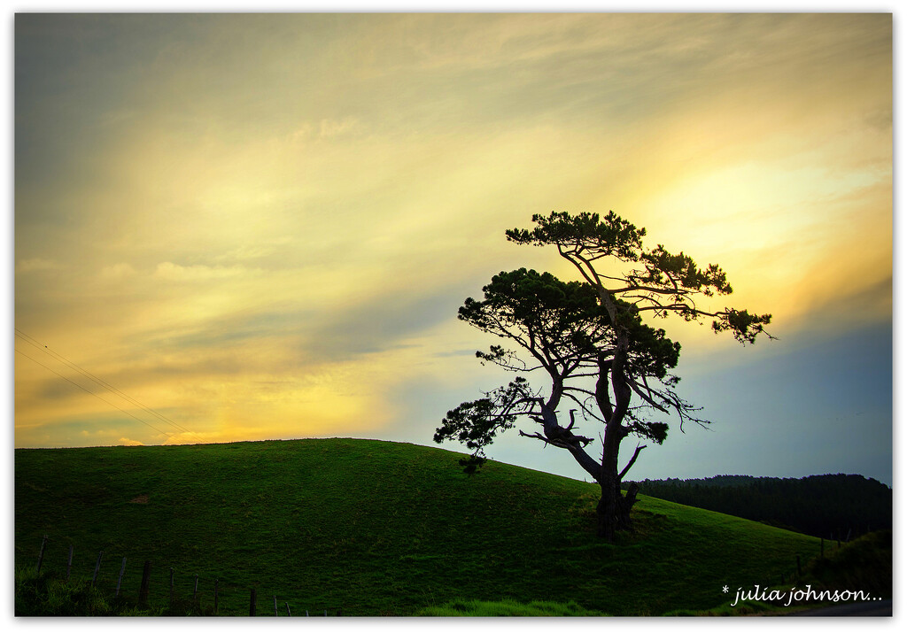 The Tree on The Hill by julzmaioro