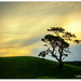 The Tree on The Hill by julzmaioro