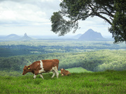 1st Mar 2022 - Cows on the hill.
