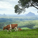 Cows on the hill. by jeneurell