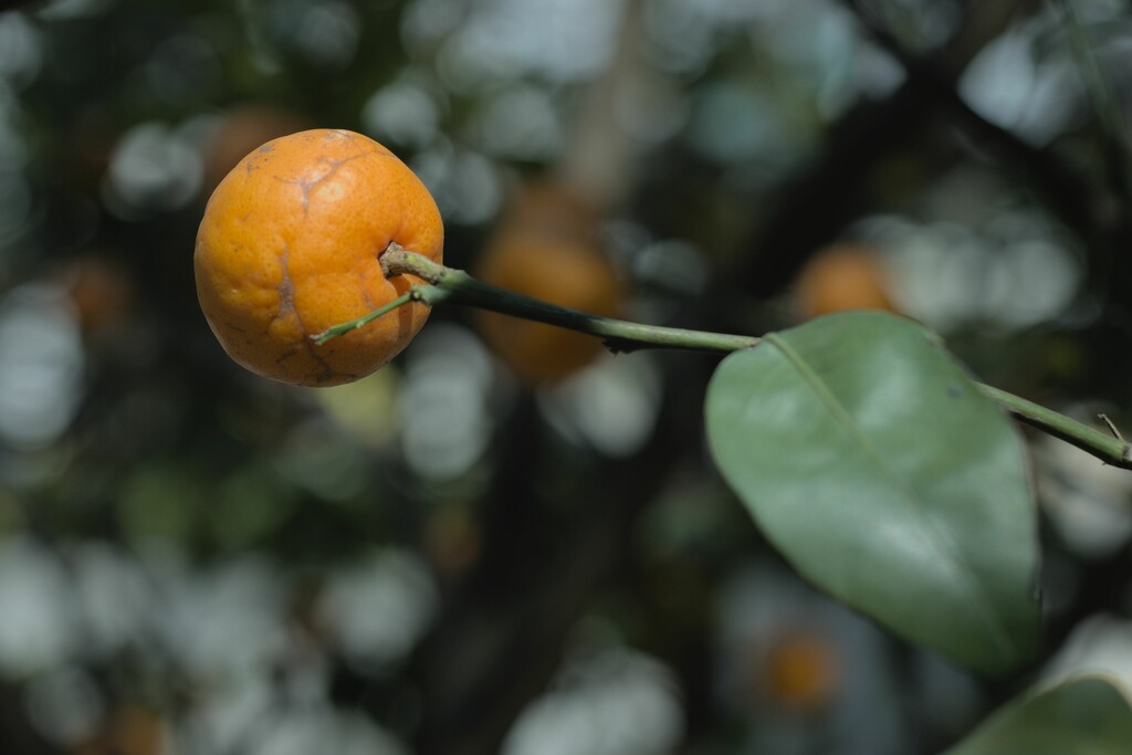 mandarin tree by wh2021